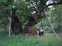 Albums/20090700-Windsor Great Park/6